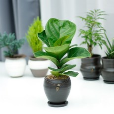 고무나무수경재배