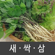 장성 새싹삼 새싹인삼 특 대 중 소, 1박스, 중 (50뿌리)