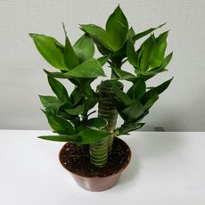 연화죽