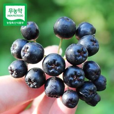 무농약생아로니아