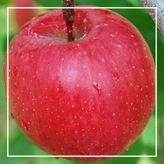 주목나무분재판매