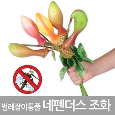 벌레잡이통풀