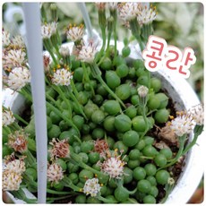 꽃나라엘리스 콩란(중소), 1개