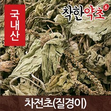 질경이차