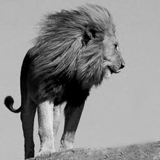 밀레지움임페리얼100ml