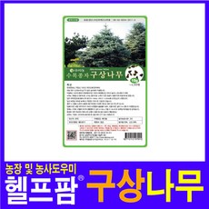 구상나무트리