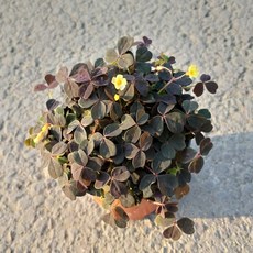 행복한꽃순이 쿠퍼글로우 사랑초 옥살리스실리쿠오사 (자주)