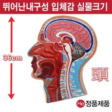 손발모형