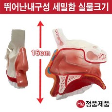 셀프손발모형