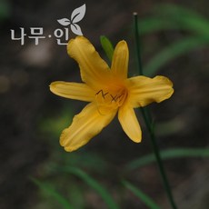 [나무인] 토종원추리 5그루