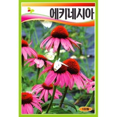 에키네시아씨앗