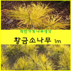 황금소나무
