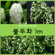 불두화