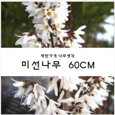 미선나무