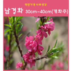 남경화 30cm~40cm(개화주) 1주