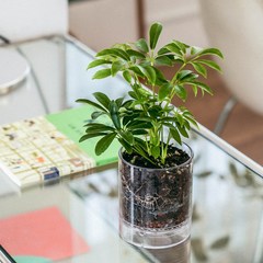 메이크정글 생화 공기정화식물 홍콩야자 + 화분 세트, 투명(화분), 1세트