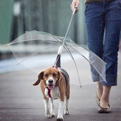 강아지 장마용 산책 우산, 1개