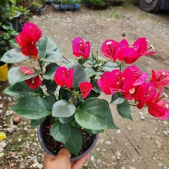 부겐베리아 붉은색계열 중품 꽃비야생화, 1개