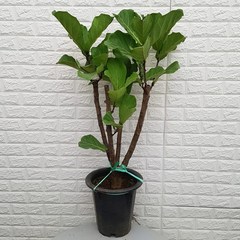 떡갈나무52 - 공기정화식물, 1개
