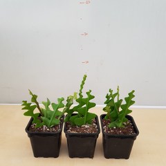 [해피그린] 립살리스 피쉬본 2+1 공중식물 행잉식물 공기정화식물 099