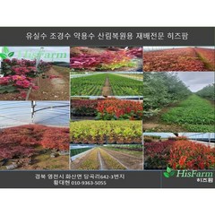 히즈팜 연산홍 자산홍 백철, 30cm-40cm, 빨강, 1개