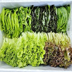 무농약 친환경 수경재배 쌈&샐러드채소(1kg), 1kg, 1개
