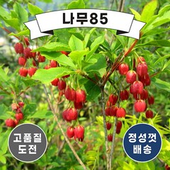 (나무85) 단풍철쭉 홍도단 사각포트, 1개