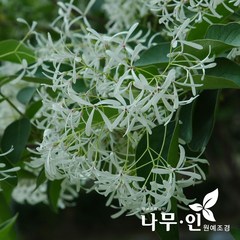 [나무인] 이팝나무 개화주 지름3cm (차량배송), 1개
