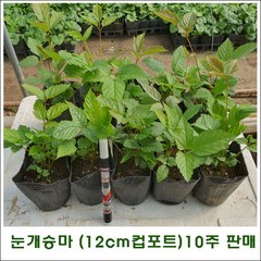 눈개승마 모종 (12cm 컵포트묘) 10주 판매, 10개