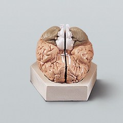 (JLS) 뇌의 구조모형 A형 (180x180x240mm) 3등분 뇌모형 뇌구조모형 뇌해부모형