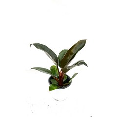 [골든플랜트] 레드콩고 콩고키우기 필로덴드론 화이트 핑크 레드 그린 버킨 실내공기정화식물 플랜테리어 키우기쉬운식물 식물키우기 수입식물, 1개