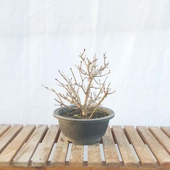 그린피아약초 미스킴 라일락 소형 분재 나무 묘목 인테리어식물 베란다화초, 1개