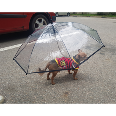 애견 강아지 우산 양산 산책용품 소품