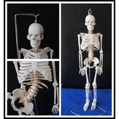 인체 뼈 척추 생명과학 실험키트 학습교구 내부 근육, (인체뼈모형/85cm/척추신경)