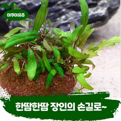 [아쿠아유쥬] 피나디피다 활착 스톤 음성 수초 초보 어항 꾸미기 장식
