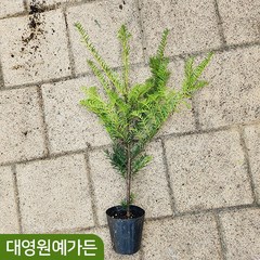 주목나무 실생3년 2주 울타리나무 상록수 정원수, 실생3년 3치포트- 2주, 1개