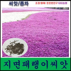 패랭이씨앗/지면패랭이씨앗 /약 300개/키10~15xm, 300개