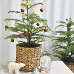 아라우카리아 공기정화 식물 중품 대형 크리스마스 트리 만들기 겨울 인테리어, 6.아라우카리아(대)+바소코노(26호)