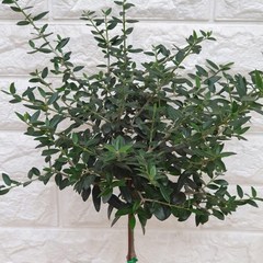 올리브나무35(외목대) - 인테리어식물, 1개