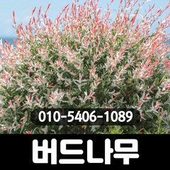 버드나무(삼색버들)-플라밍고셀릭스 : 8cm분/4개/보람농원C, 1개