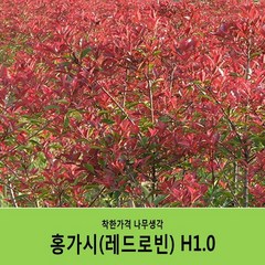 착한가격 나무생각 / 홍가시 / 레드로빈 / 1m, 1개