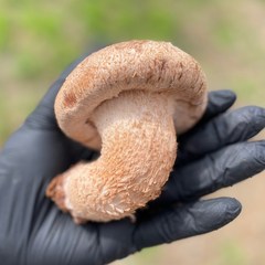 [설이네 송향버섯] 송화 송향 버섯 6시내고향 방영 (100% 국산 참나무 배지사용) 500g 기본형, 고급형 1kg, 1개