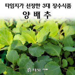 [모종심는아빠] 타임지가 선정한 서양3대 장수식품 양배추, 모종36개, 1개