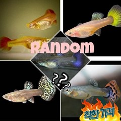 [힘찬열대어]새끼 쑥쑥 낳는 구피 암컷만 색상 열대어 구피물고기 물고기 베타, 랜덤구피암컷만10마리