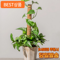 어펄스 식물지지대 코코넛봉, 50cm, 1개