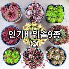 바위솔 9종+1(사은품)세트 Ver02/ 방수라벨 이름표 첨부 /분채배송 월동다육 꽃과정원이야기-, 혼합색상, 1세트