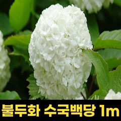 불두화묘목 수국묘목 1m 불두화꽃 수국 백당나무, 1개