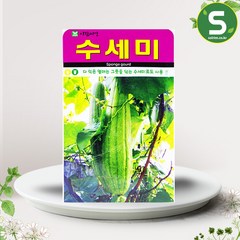 솔림텃밭몰 수세미씨앗 20립 꽃씨앗 천연 수세미 약초씨앗, 1개