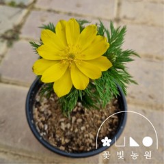 복수초 4치포트 x10개 노란색 봄꽃 조경 모종, 4치포트 (10개), 10개