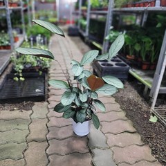 실내공기정화식물 칼라데아그레이스타 중품 수입식물 30-50cm 119, 1개
